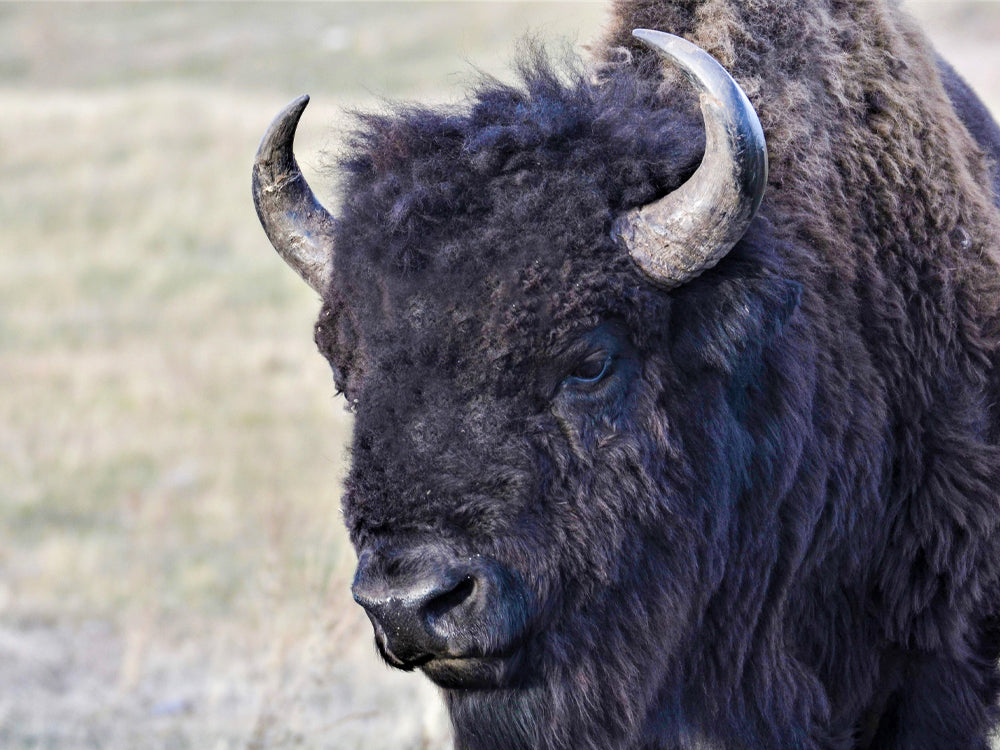 Buffalo used to make our Buffalo Jerky. 