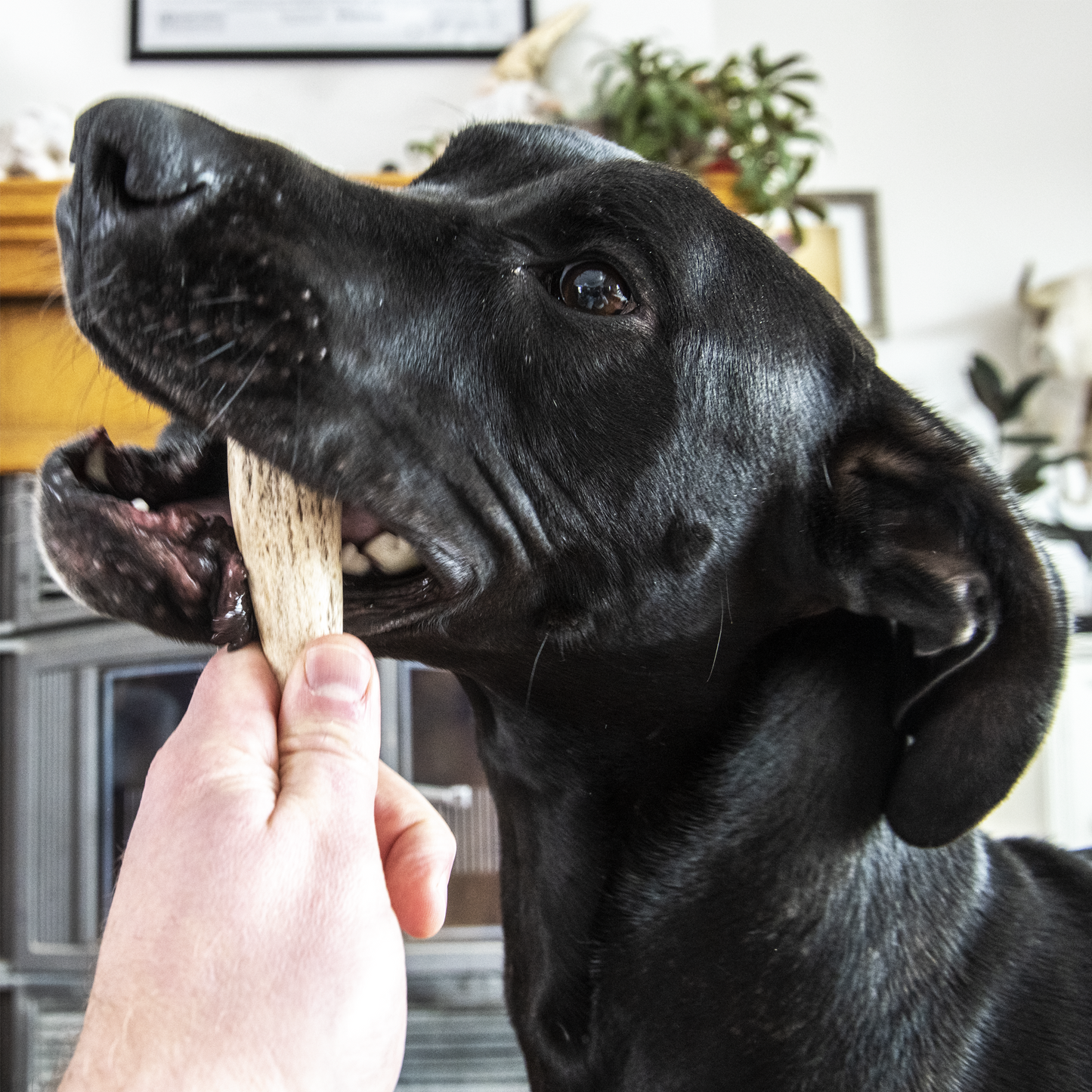 
                  
                    Antler Chew Dog Treat - Pearson Ranch Jerky
                  
                